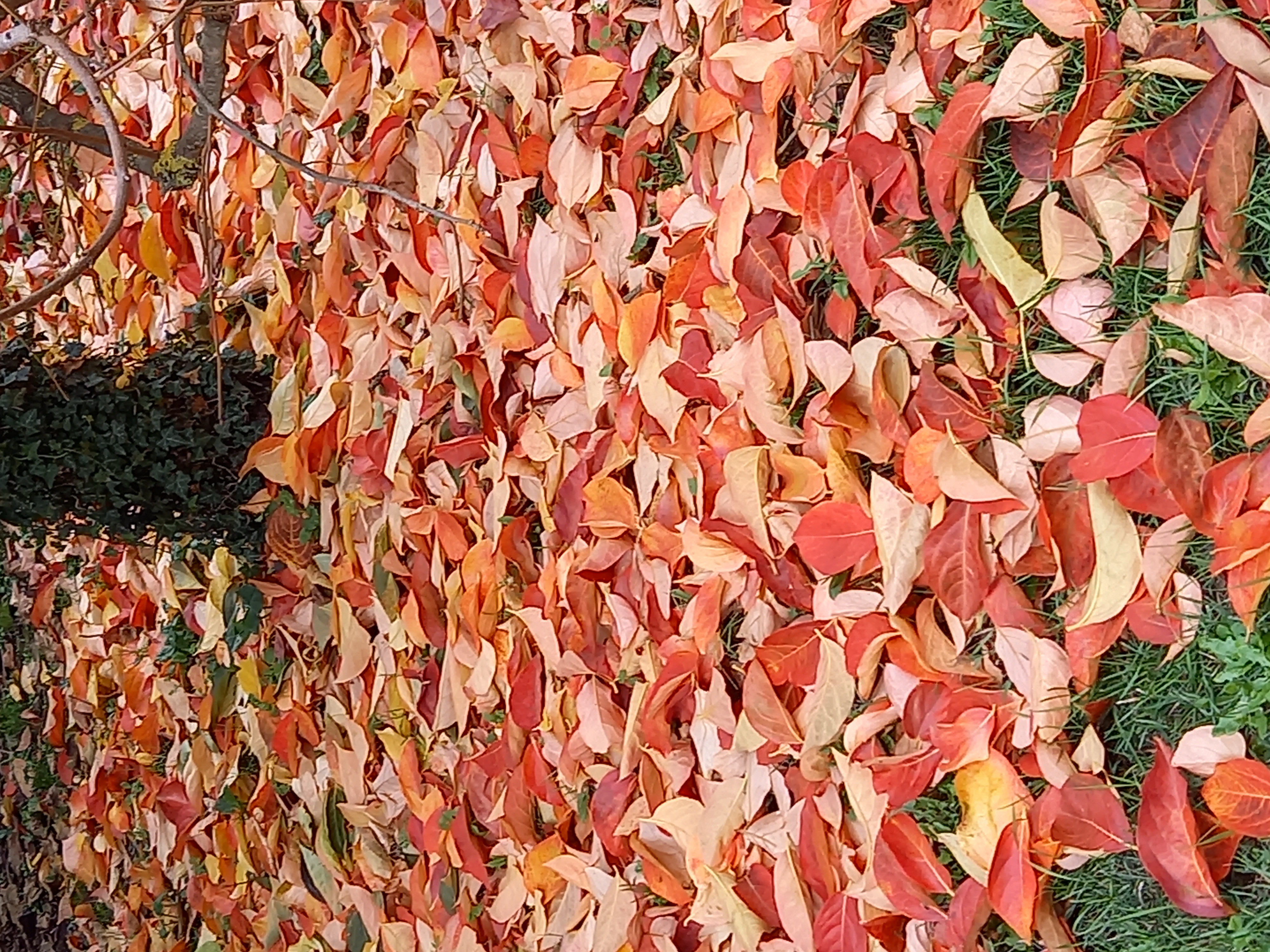 cachi foglie rosse